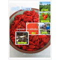rojo Ningxia Goji Berry / Wolfberry Fruit / semillas de nísperos chinos rojo Ningxia Goji Berry / Wolfberry Fruit / semillas de chino Níspero